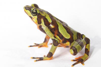  <i>Atelopus varius</i> 1