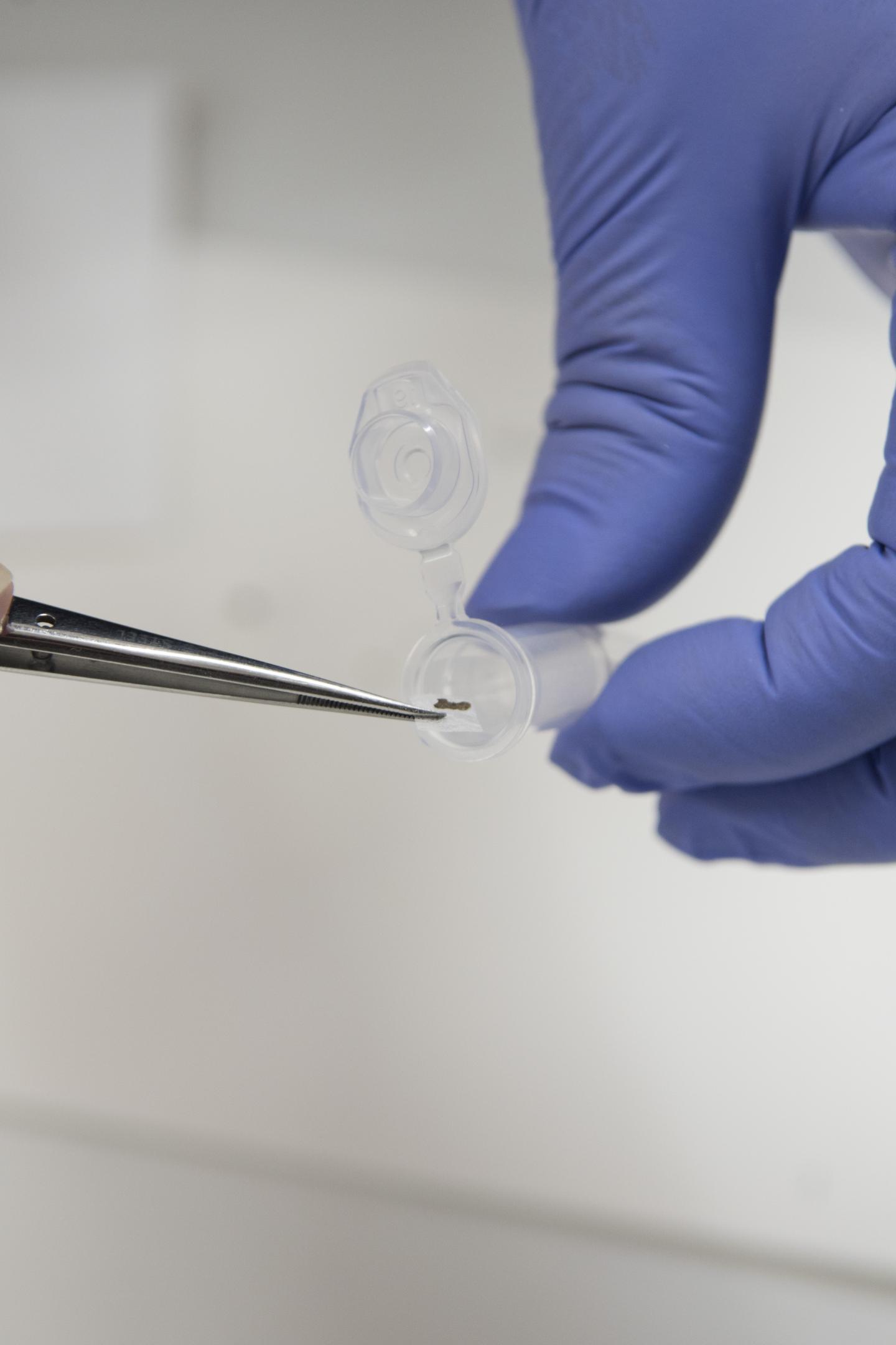 Sampling Fragments of the Dead Sea Scrolls