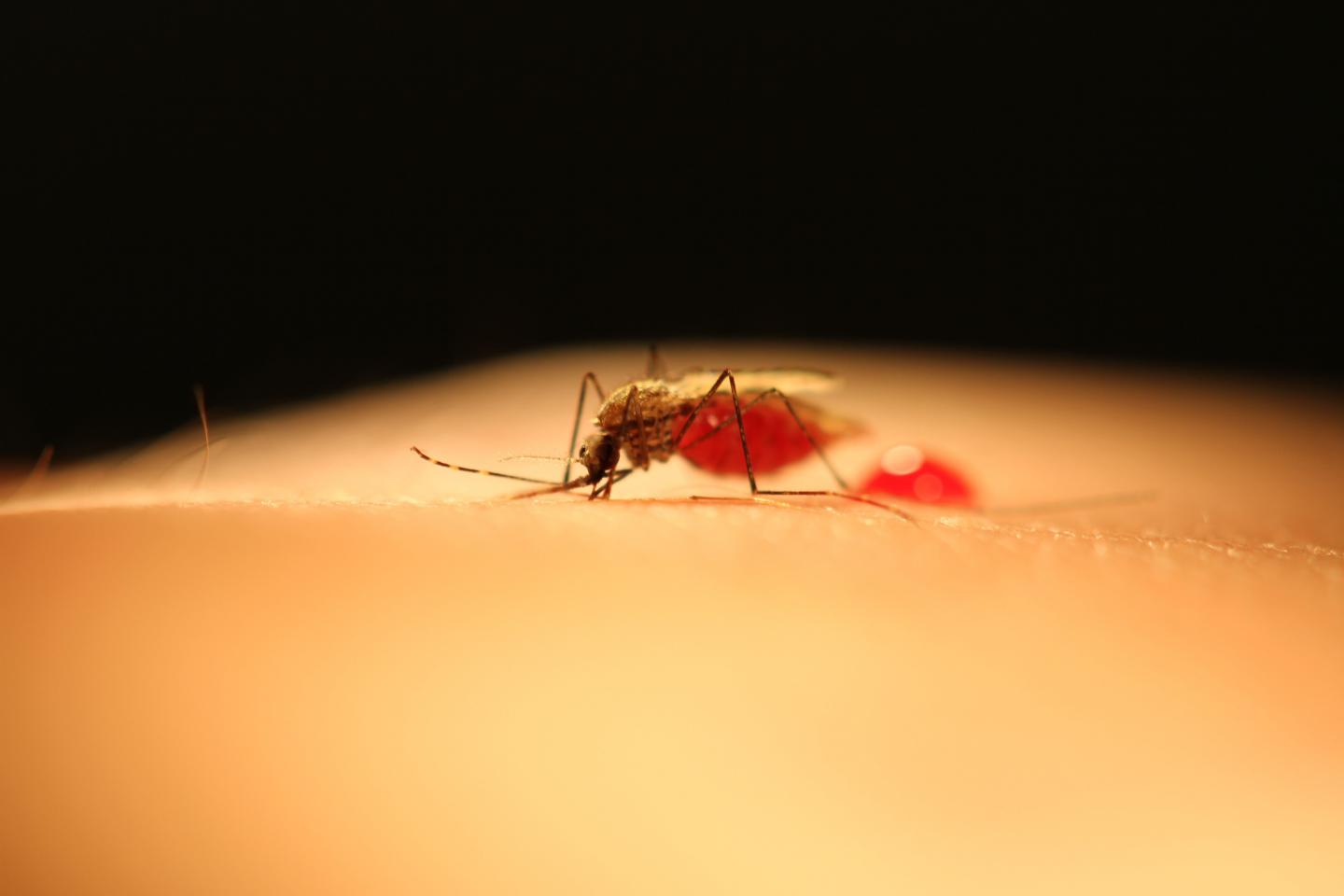 Blocking Hormone Activity in Mosquitoes Could Help Reduce Malaria Spread
