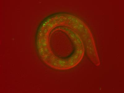 LIN-42 As A Key Regulator Of Developmental Timing