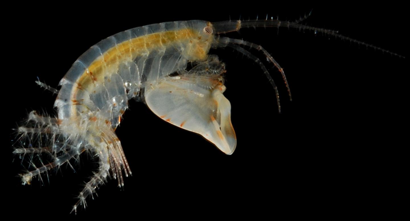 Amphipods