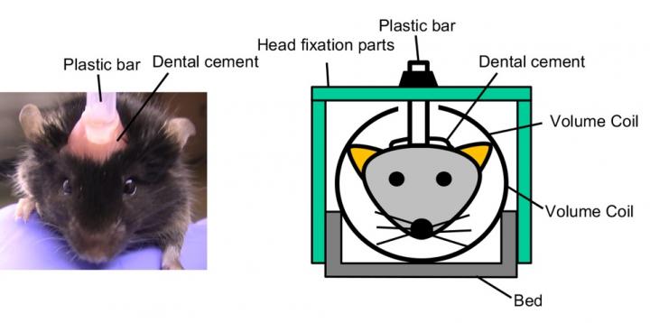 自閉症モデルマウスの脳機能異常の可視化に成功 Eurekalert