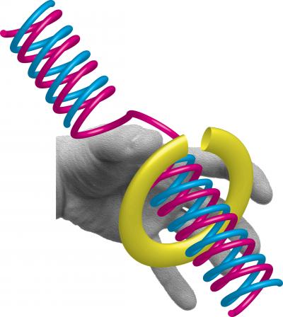 Crucial Step in Human DNA Replication