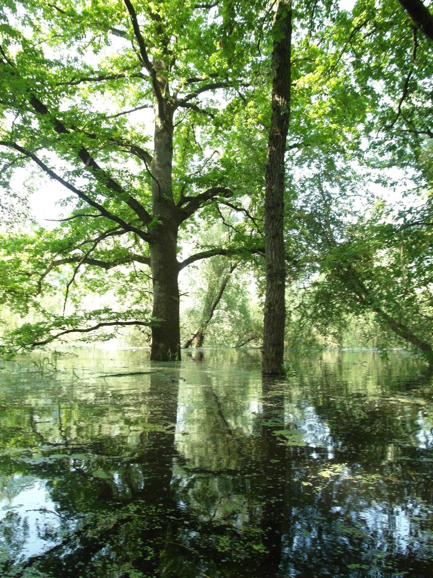 River Restoration Recovers Biodiversity While Reducing Flood Risk (3 of 4)