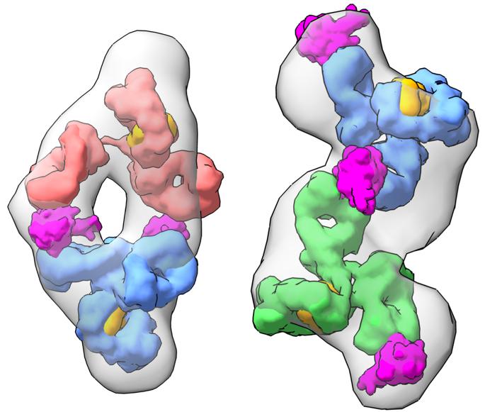 COVID-19 antibodies