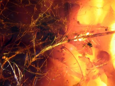 Flock of Feathers Preserved in Cretaceous Amber (10 of 10)