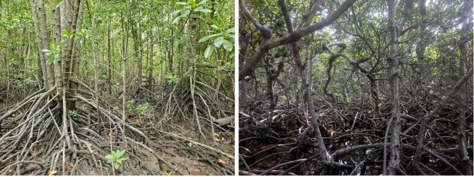 Mangrove roots