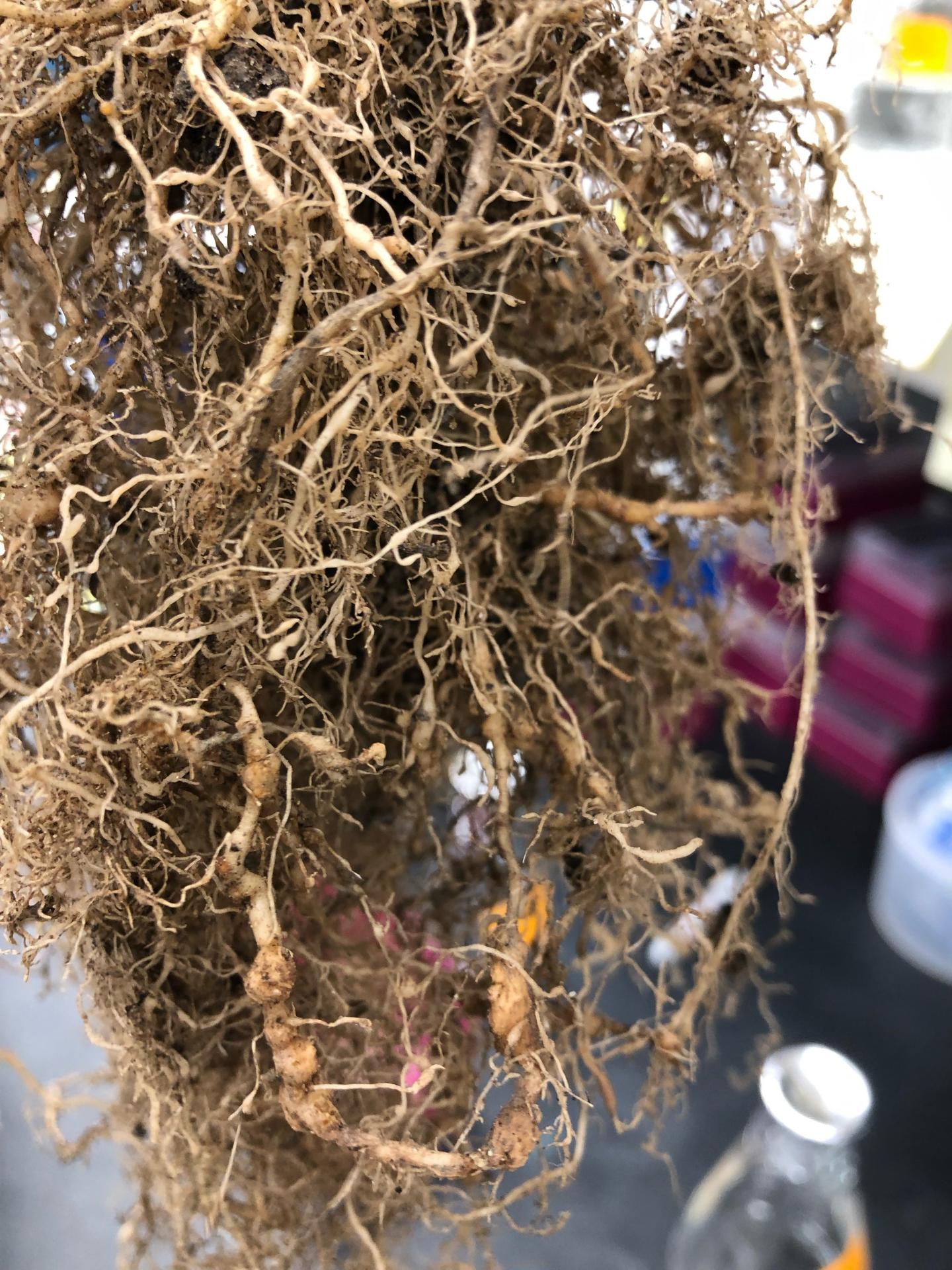 Tomato Roots Infested with Nematodes