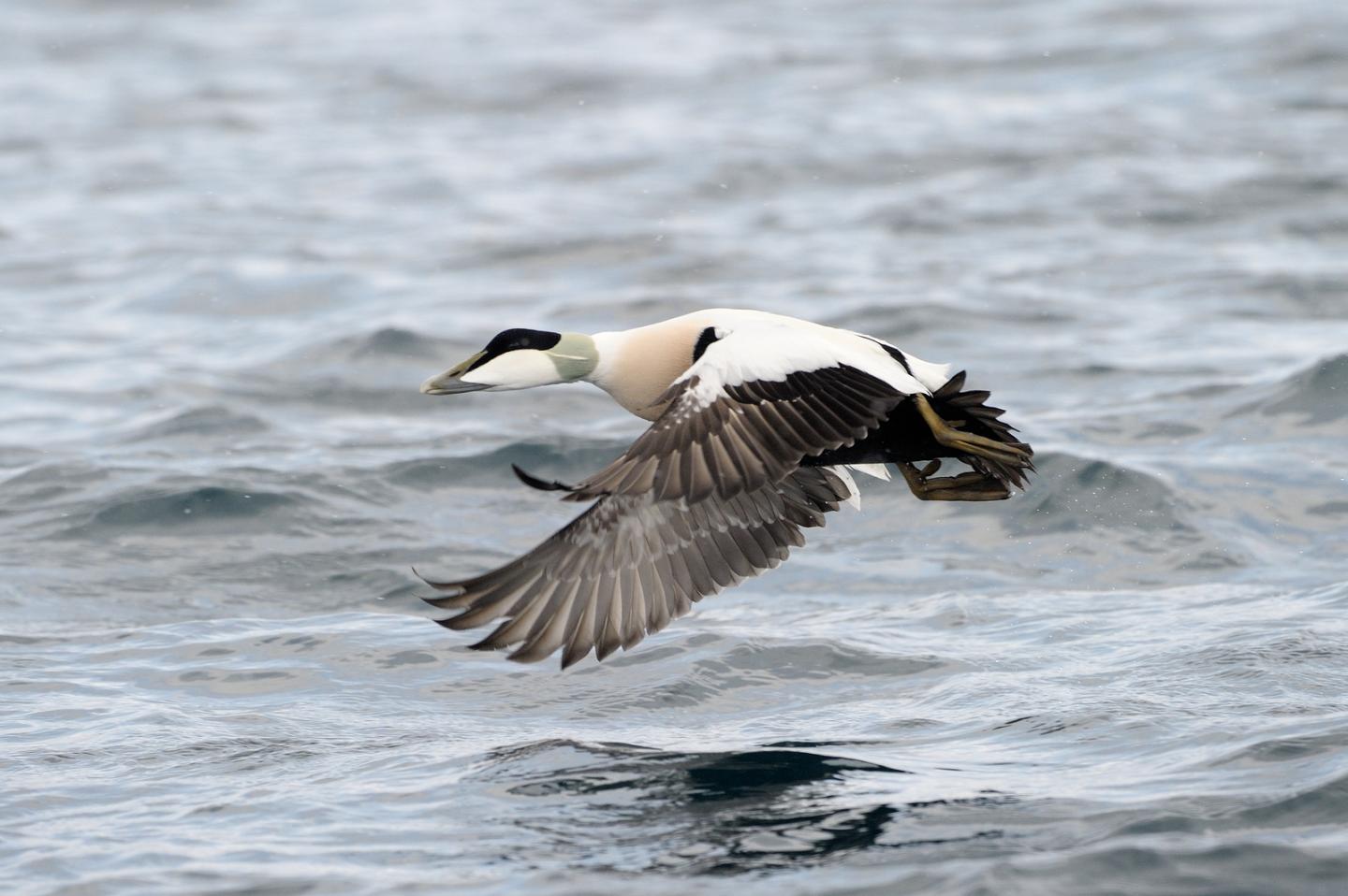 Flying Eider Duck