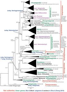 Simplified maximum likelihood phylogeny of Selaginellaceae based on plastid rbcL and five nuclear markers.