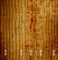 Bristlecone-Pine Tree Rings