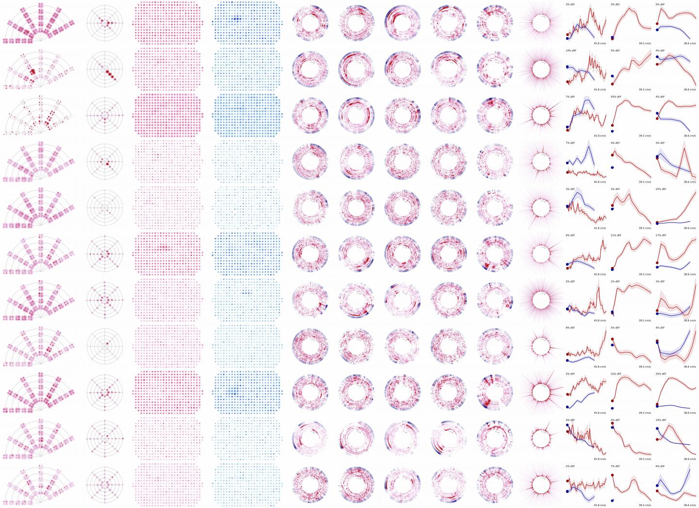 Allen Brain Observatory Cell L [IMAGE] | EurekAlert! Science News Releases