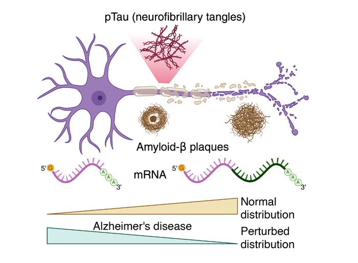 Alzheimers figure.png