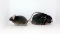 Obese and Healthy Weight Mice 2