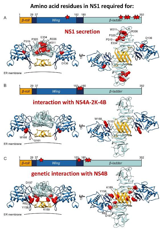 How the Dengue Virus Replicates in Infected Cells
