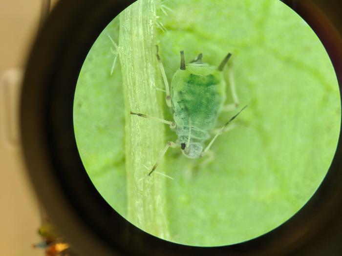 Aphid
