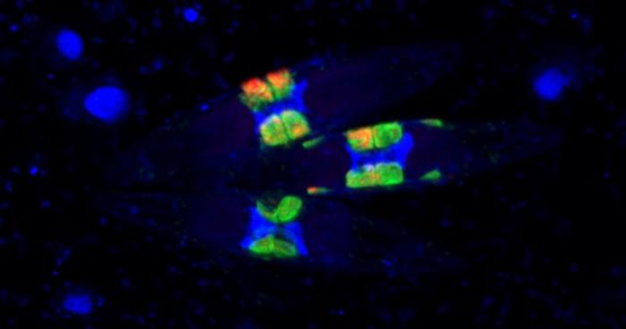 A group of diatoms with their fluorescently-labeled symbionts