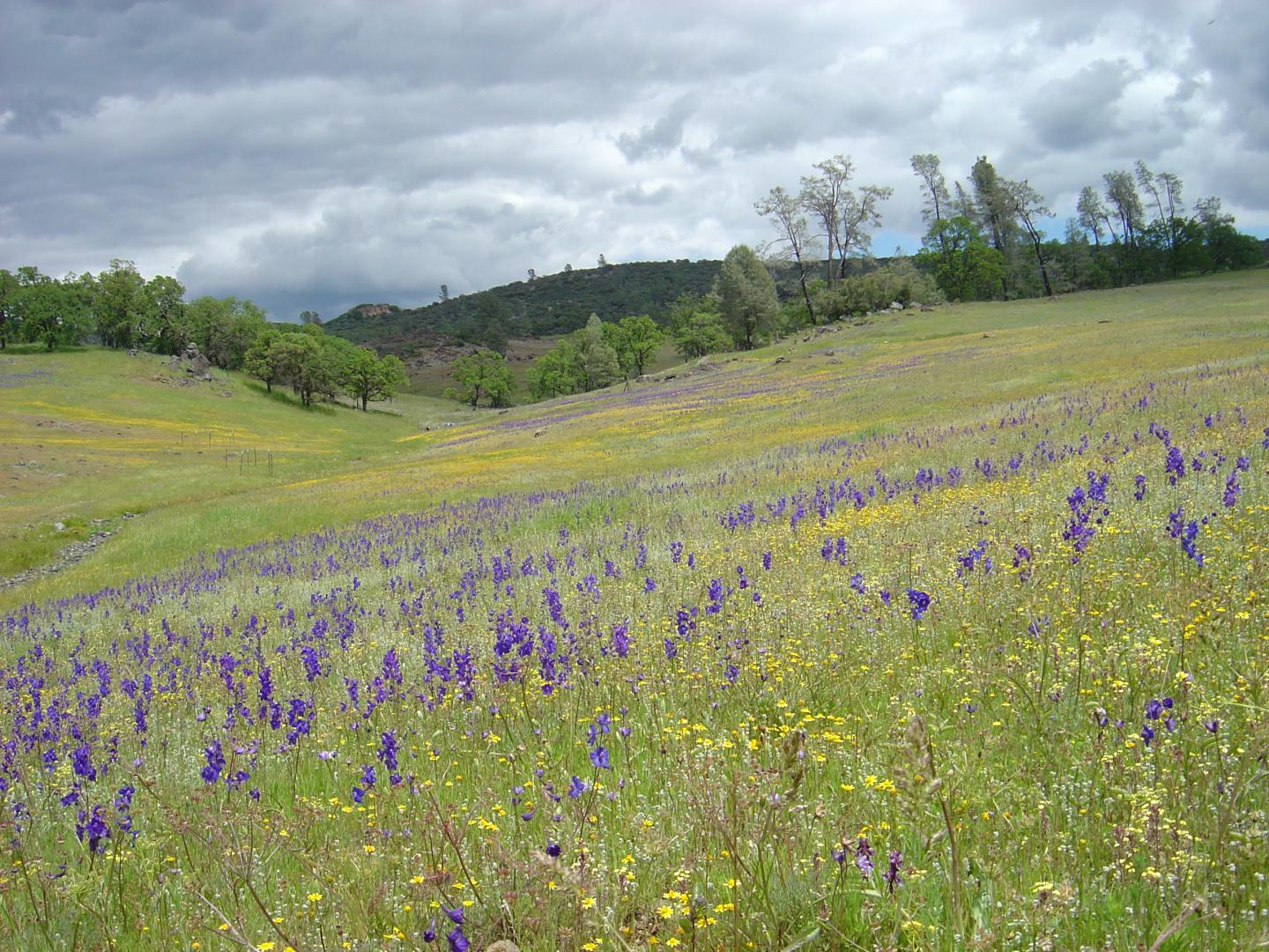 California Wildflowers