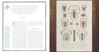 A Look Inside 'Innumerable Insects'