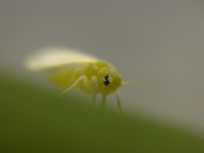 Tobacco Whitefly (<i>Bemisia tabaci</i>)