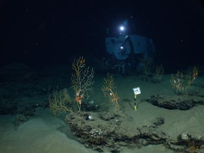 New Research Reveals Deep-Ocean Impact of the <i>Deepwater Horizon</i> Explosion (1 of 3)