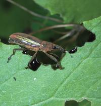 Tropical Weevil Beetle