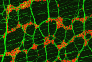 The image shows neurons (red) in the smooth muscle layers (green) of the mouse colon