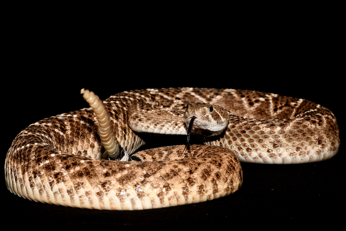 Western diamondback rattlesnake