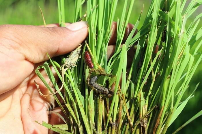 The fall armyworm poses a significant threat to Asian rice security