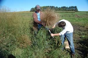 Switchgrass Harvested for Analysis