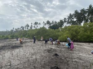 Mangrove planting