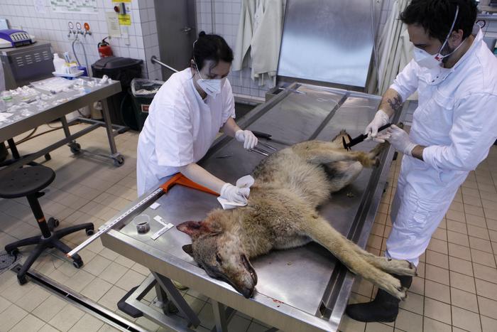 Examination of a dead wolf at the Leibniz-IZW pathology unit