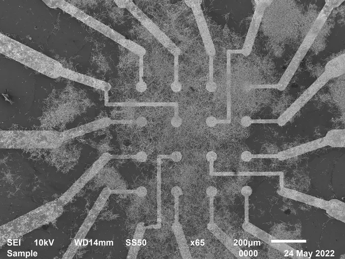 Electrode interaction with nanowire network