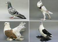 Pigeons without and with Foot Feathers