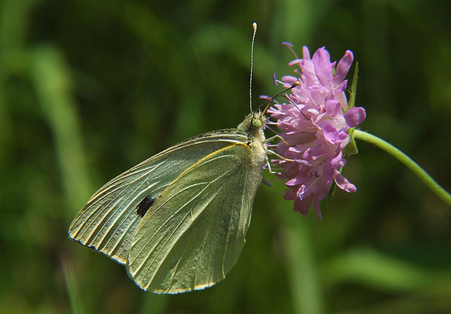Female <i>Pieris rapae</i>