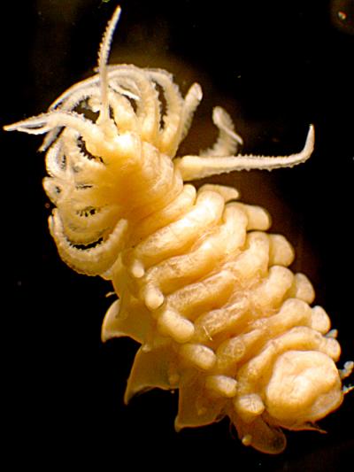 Parasitic Isopod, <i>Leidya</i>