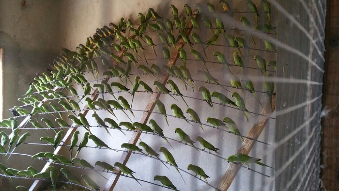 Rose-ringed parakeets