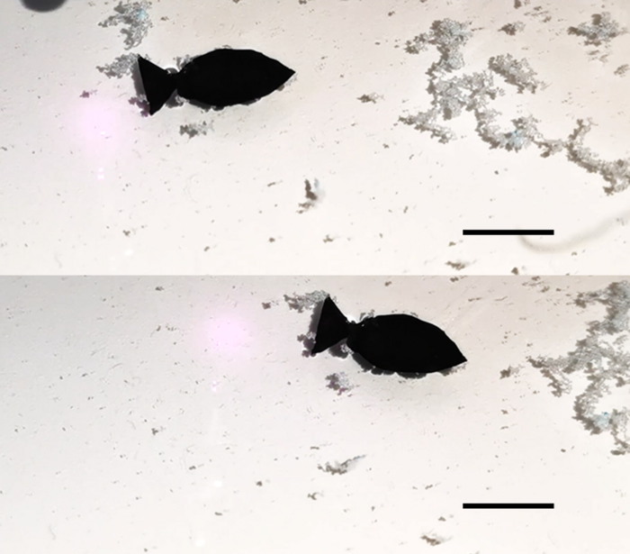 Tiny fish-shaped robot ‘swims’ around picking up microplastics
