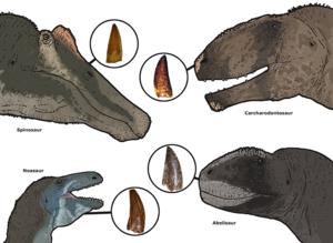 The four carnivore types revealed by the dental analysis: Spinosaurus, Carcharodontosaurus, abelisaurids and noasaurids.