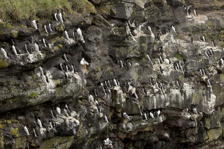 Thick-Billed Murres