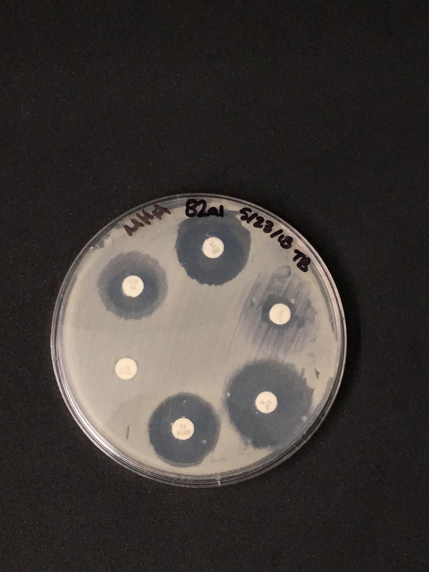 Bacteria Isolated from Dust