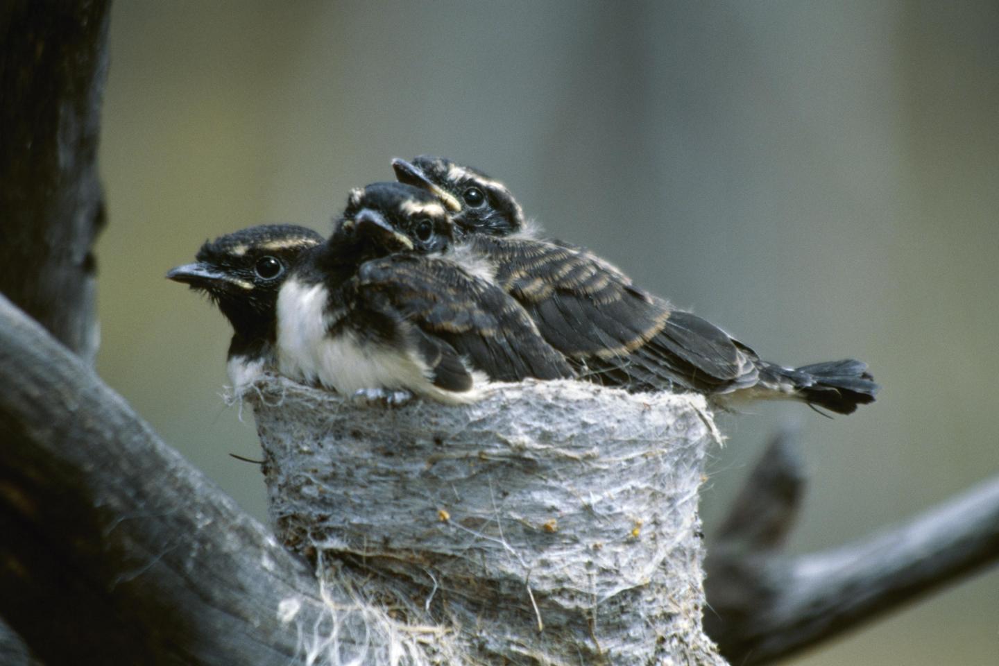 Grown Willie Wagtail Nestlings