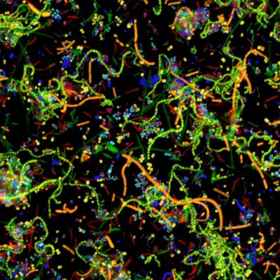 CLASI-FISH Image of Human Oral Microbes