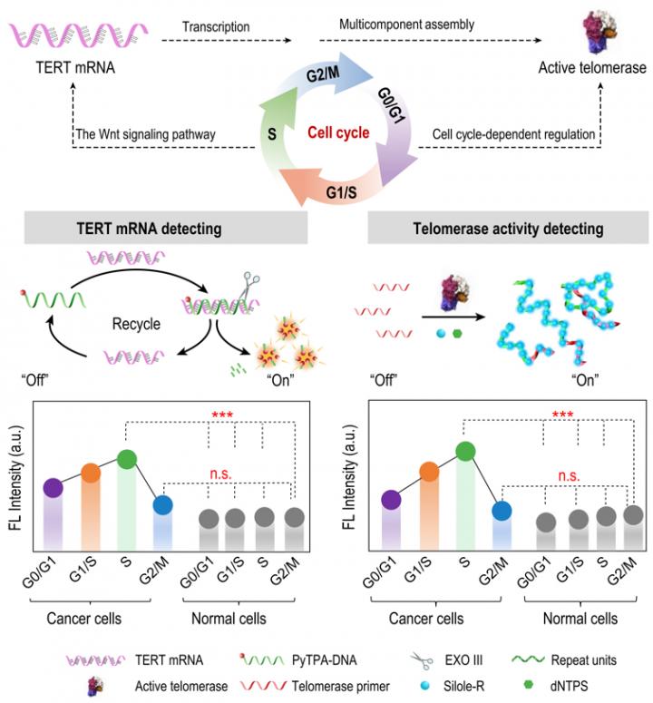 telomeres and cancer