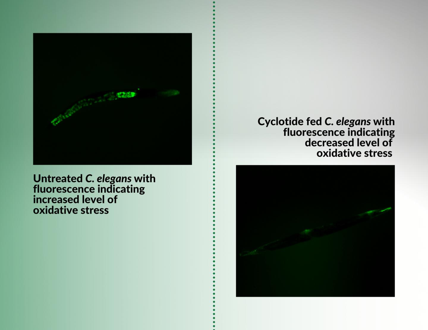 Extracted and Isolated Cyclotides Response to Oxidative Stress