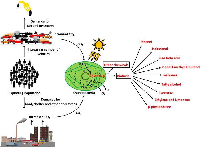 Cyanobacteria: Photosynthetic cell factories for biofuel production