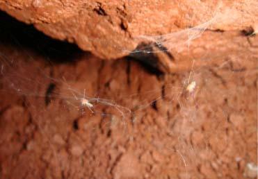 <i>Ochyrocera misspider</i>
