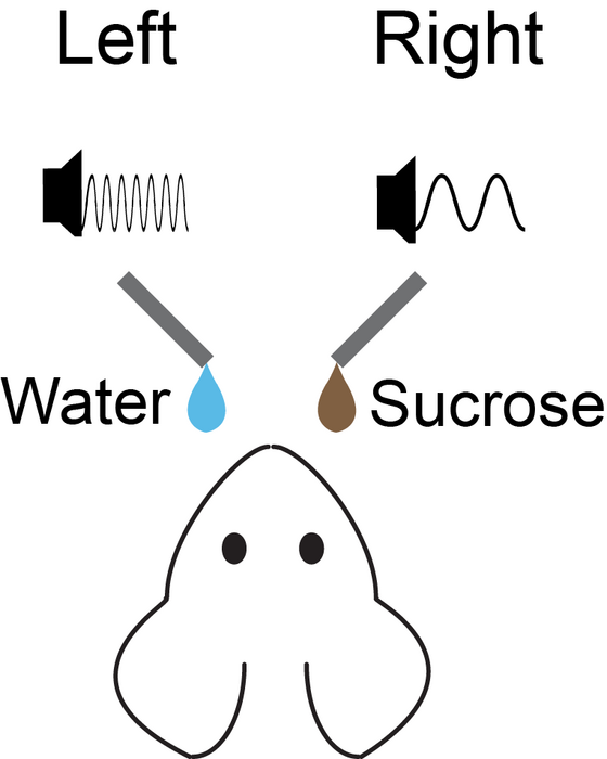 Mouse Schematic