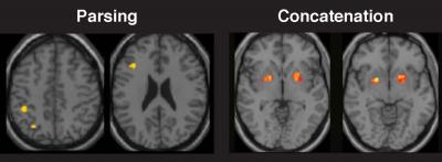 Brain Regions Linked to the Parsing and Concatenation Processes in Motor Chunking