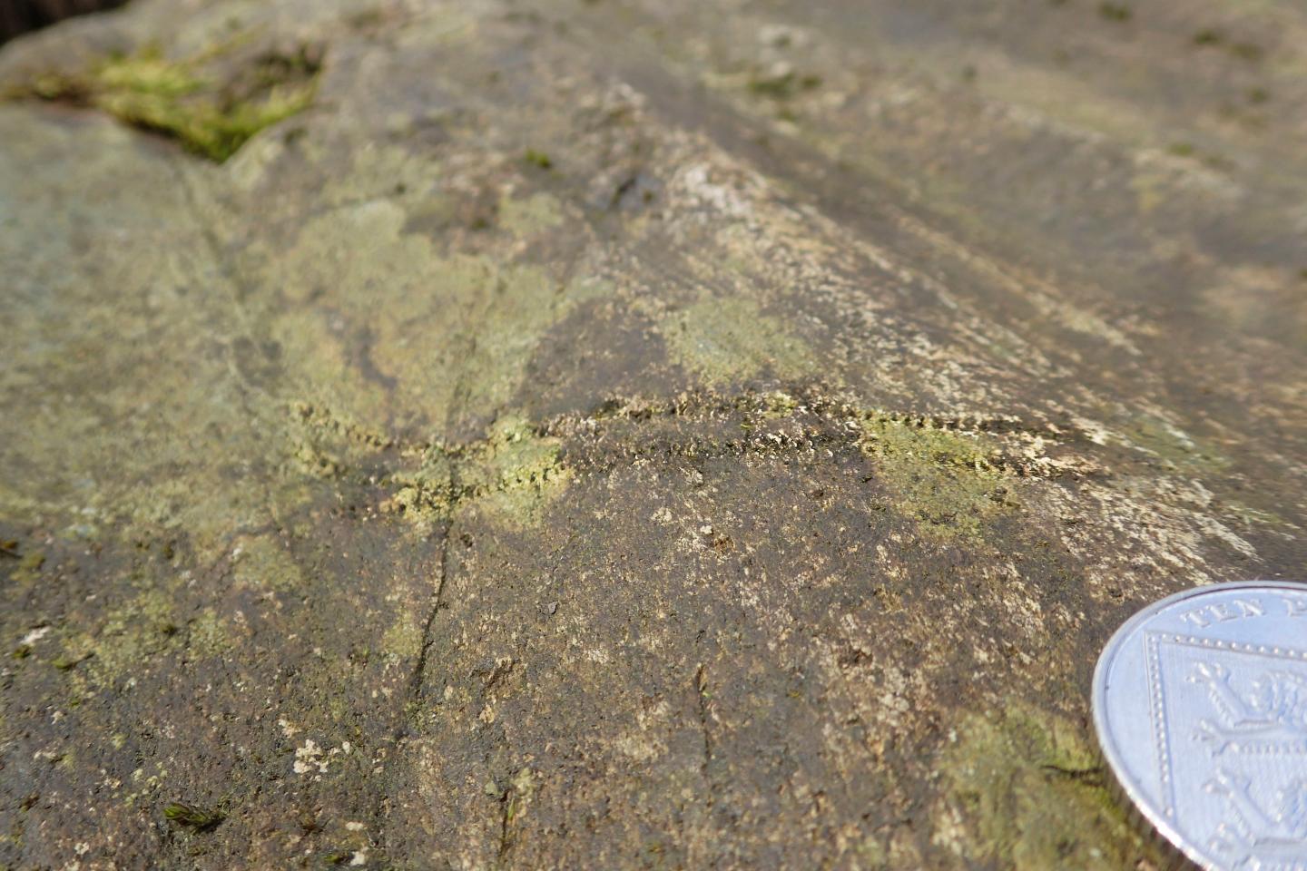 Diplichnites Highlighted